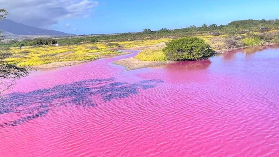 Pinkfarbenes Wasser auf Maui: Seltenes Naturspektakel sorgt für Staunen – inkl. Erklärung