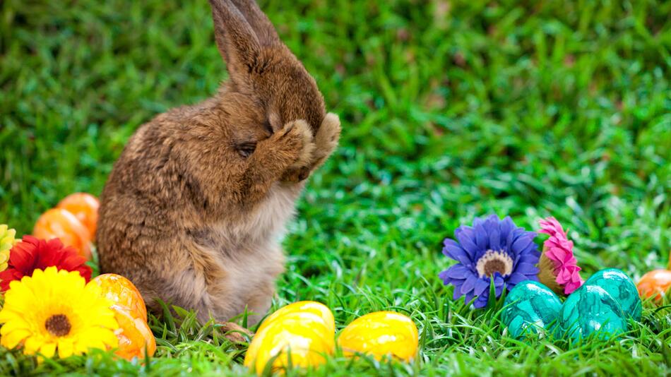 Hase Ostereier Garten