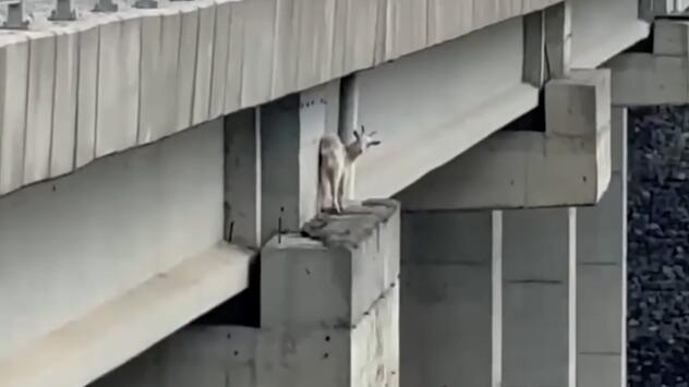 Waghalsiger Ausflug: Feuerwehr rettet gestrandete Ziege von Autobahnbrücke in Istanbul