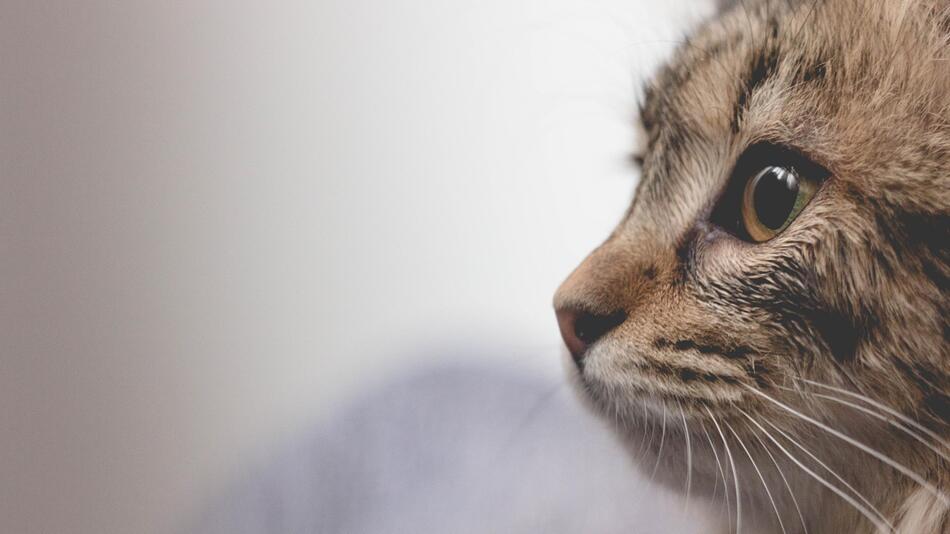 Menschen gaben trächtige Katze im Tierheim ab.