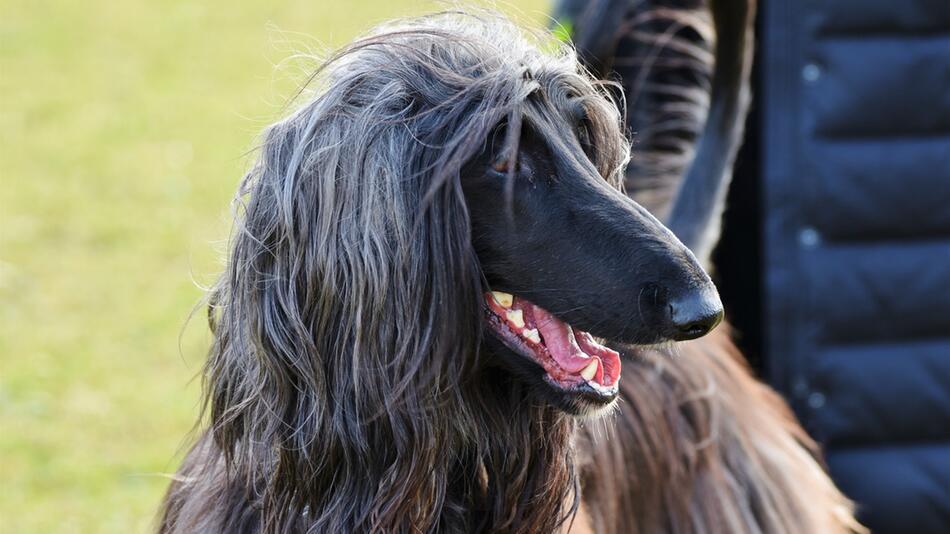 Windhund wurde aus einer Messi-Wohnung gerettet.