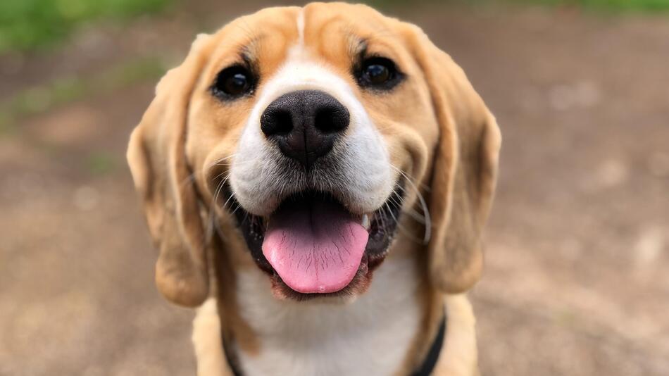 Können Menschen die Gefühle von Hunden verstehen?