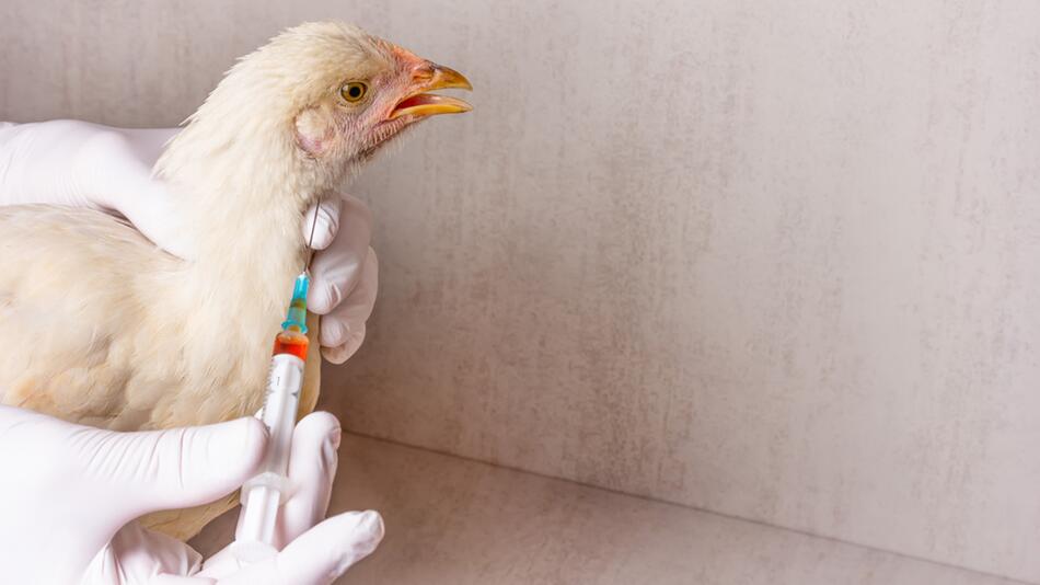 Leghorn-Henne wird gegen Vogelgrippe behandelt