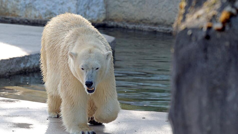 Eisbärin Nuka im Karlsruher Zoo