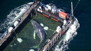 Weitere Entwicklung zum Buckelwal in der Ostsee