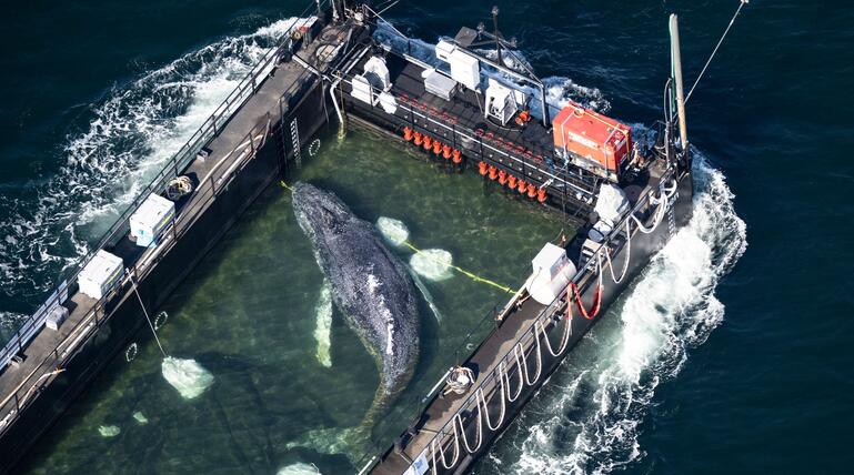 Weitere Entwicklung zum Buckelwal in der Ostsee