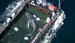 Weitere Entwicklung zum Buckelwal in der Ostsee