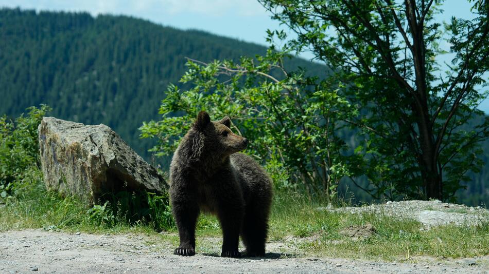 Bär in Rumänien
