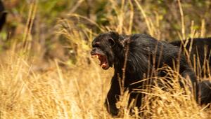Bonobos und Schimpansen