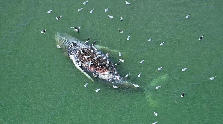 Toter Wal vor dänischer Insel Anholt entdeckt