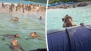 Schwimmende Bande: Piraten-Affen umringen Boot in Thailand