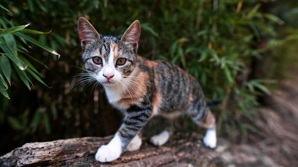 Gericht entscheidet Streit um zugelaufenen Kater.