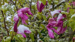 Gefrorene Magnolienblüten