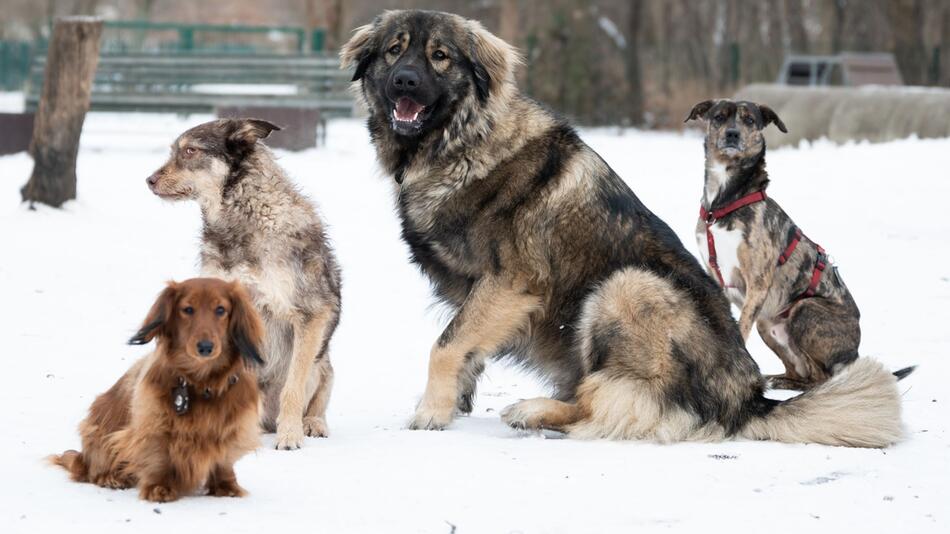 Hunde an Silvester