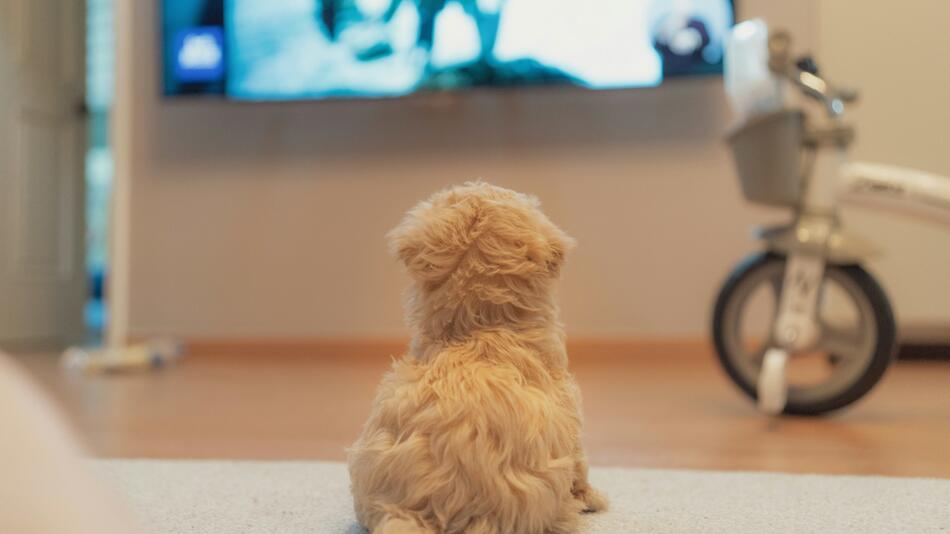 Hunde dürfen jetzt nicht nur Zuhause Filme schauen
