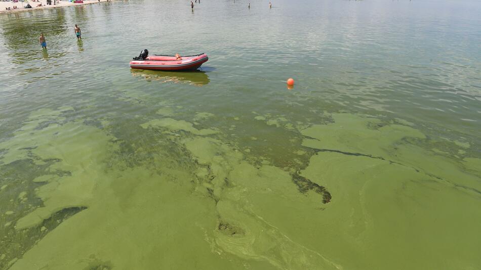 Grünalgen in der Ostsee