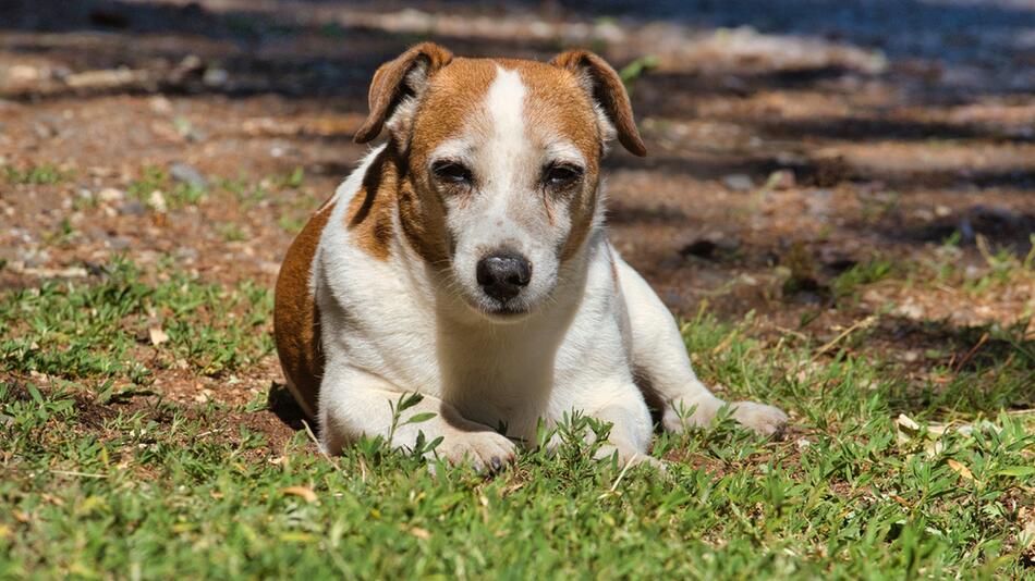 10 Wochen bewachte der Hund sein Herrchen.