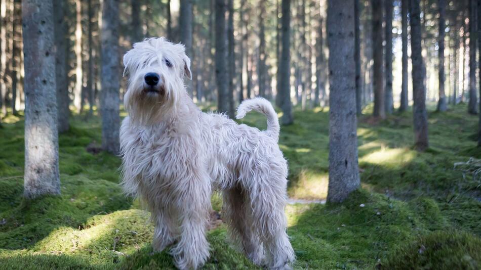 Die Hündin ist erster „WWF“-Naturschutzhund.