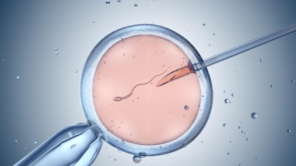 Künstliche Befruchtung unter dem Mikroskop.