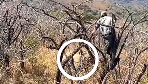Auf Tuchfühlung: Trächtiges Nashorn treibt Naturschützer auf Baum