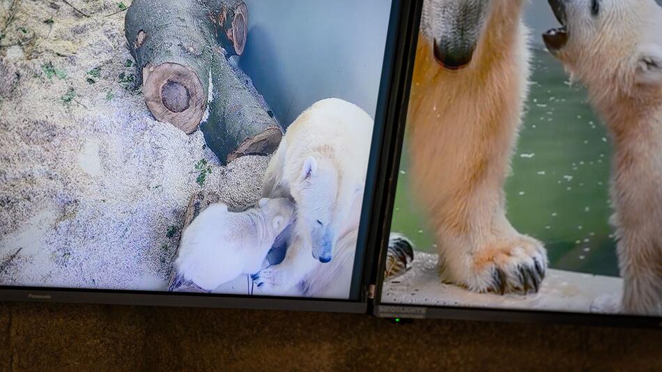 Live-Bilder vom Eisbären-Baby im Hamburger Tierpark