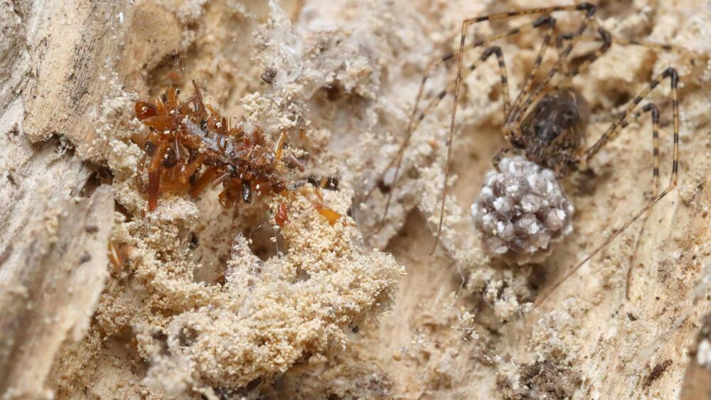 Knochensammler-Raupe trägt Überreste ihrer Beute als Tarnung