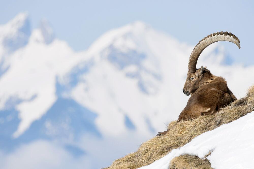 Steinbock