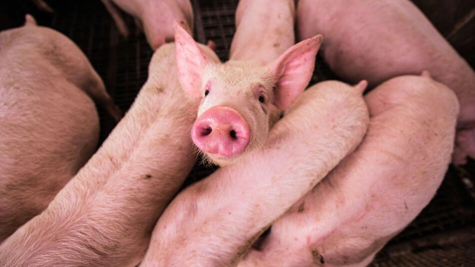 Tierschützer halten Bericht für "Versagen".