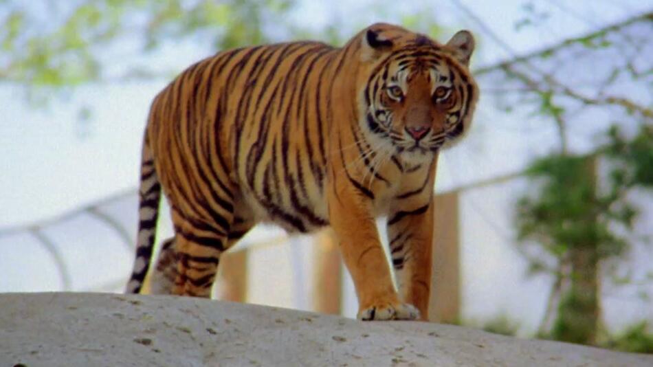 Tiger, Haft