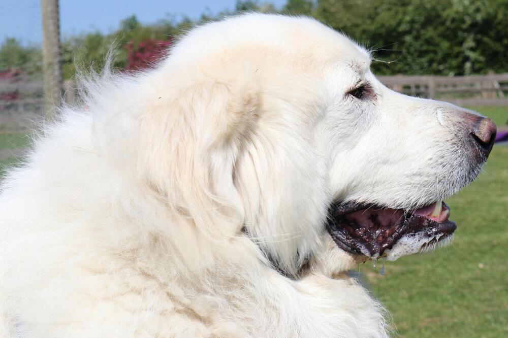 Die Hunde sollen laut und gefährlich sein.