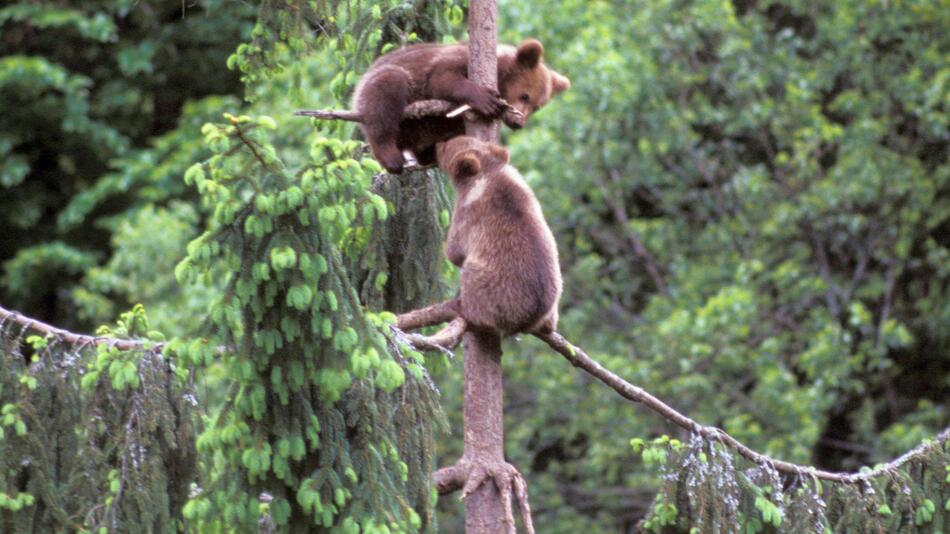 Bärenjunge spielen im Baum