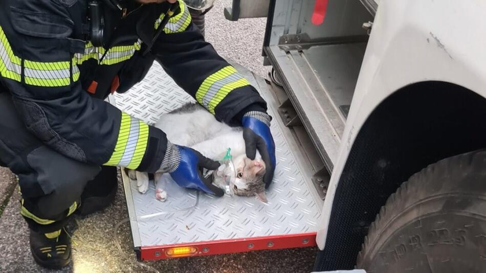 Die Katzen bekamen nach der Rettung Sauerstoff.