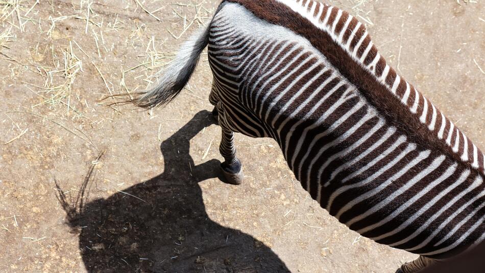 Debatte um getötetes Zebra im Leipziger Zoo