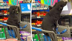 Juckreiz an der Kasse: Hund nutzt Einkaufswagen als Kratzer