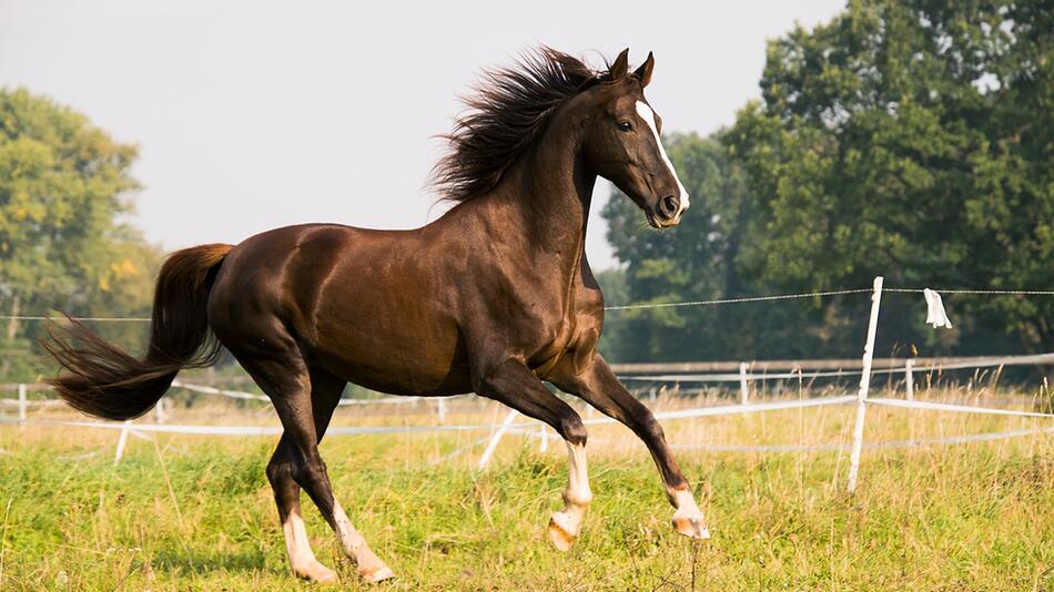 Sieben Fakten zum American Saddlebred.