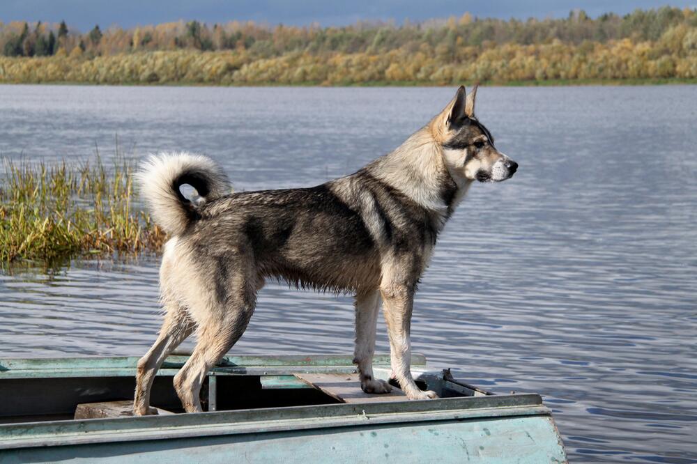 Ein Kanadischer Eskimohund.