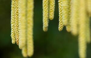 Haselstrauch, Haselpollen, Friesland, Niederlande, 2019