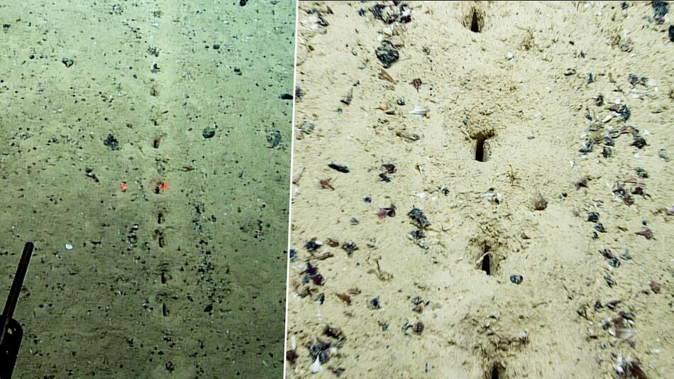 Rätselhafte Entdeckung: Forscherteam kann sich mysteriösen Löcher im Meeresboden nicht erklären