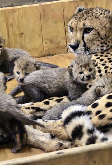 Gepardendame, Gepardin, Bingwa, acht Junge, Gepardenbabys