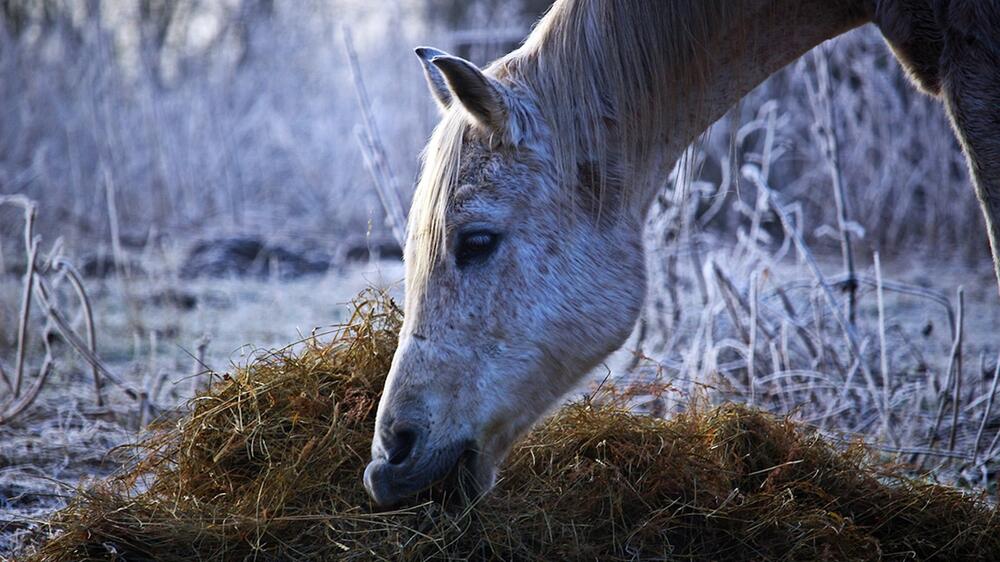 Im Winter ist der Boden oft nass und rutschig.