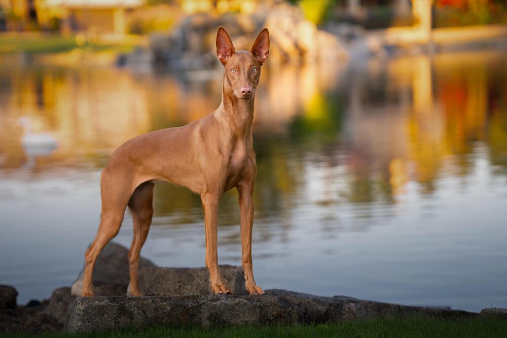 Der Pharaonenhund.