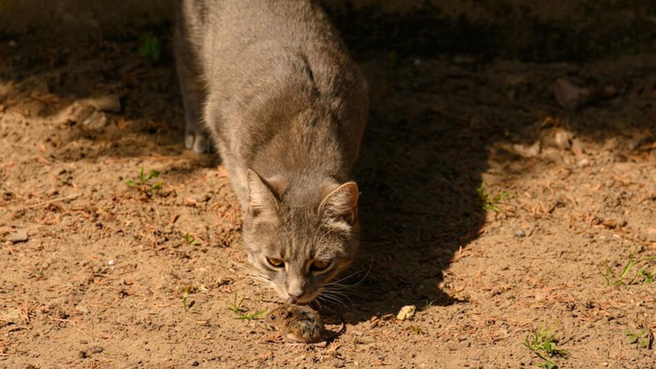 Katzen können sich bei Spitzmäusen anstecken.