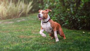 American Staffordshire Terrier