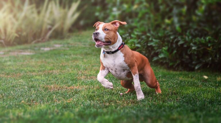 American Staffordshire Terrier