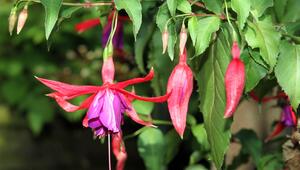 Fuchsien.