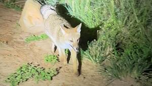 Unerwartetes Aufeinandertreffen: Fuchs spaziert direkt in Menschengruppe