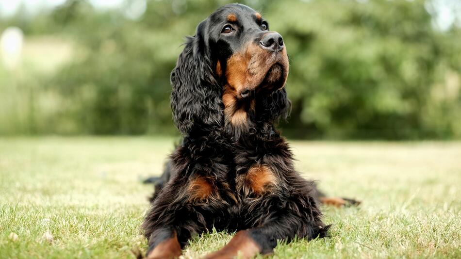 Cocker Spaniel Princesa verdient Geld mit Halter.