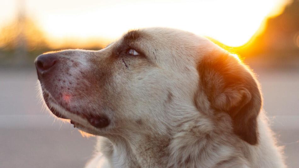 Betrunkener will Hund aus einem Tierheim klauen.