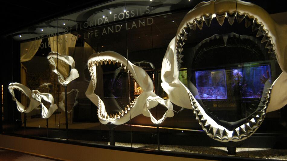 Urzeitlicher Riesenhai Megalodon