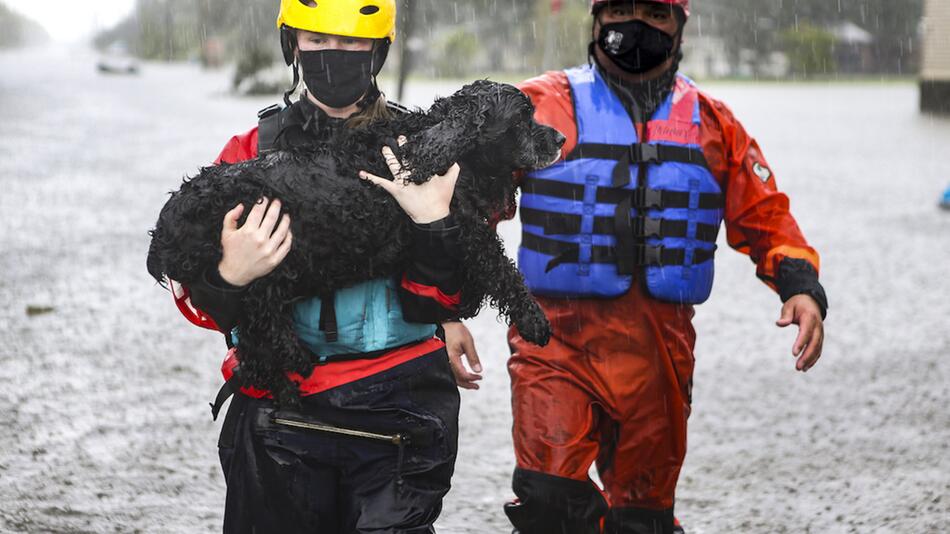 Im Notfall dem Haustier helfen? IFAW erklärt.